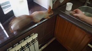 белка просит шишку