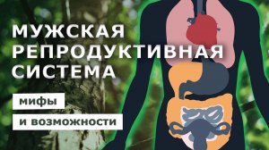 МУЖСКОЕ РЕПРОДУКТИВНОЕ ЗДОРОВЬЕ. Мифы и возможности!