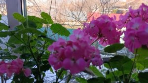 Пеларгония на северном окне