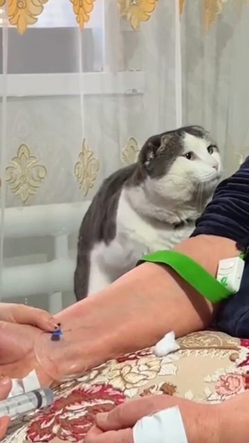 Котик из Дагестана стал звездой соцсетей: пушистый заботливо находился рядом с хозяйкой, пока ей …