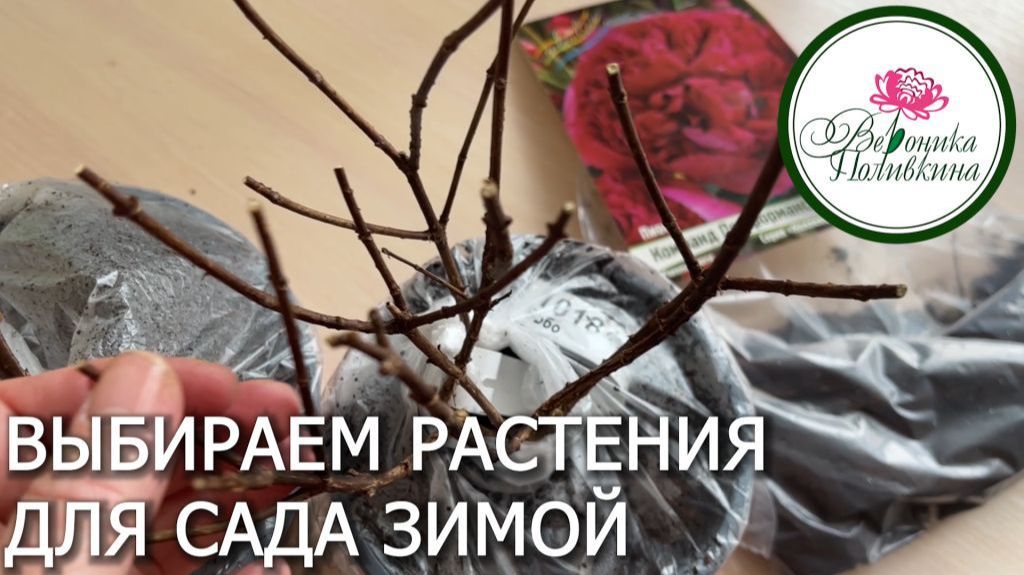 Как я заказываю посадочный материал зимой и как храню до посадки смотреть онлайн