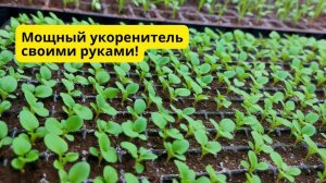 Элексир для быстрого укоренения рассады- делаем легко своими руками