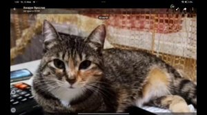 Я с кошкой Исой