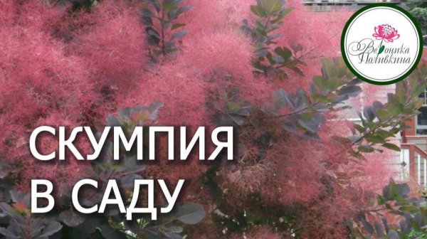 СКУМПИЯ В САДУ