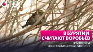 В Бурятии считают воробьёв. Чем птички обеспокоили экоактивистов