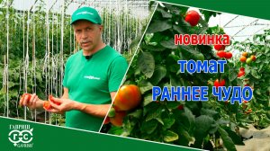 УЛЬТРАСКОРОСПЕЛЫЙ РАННИЙ ТОМАТ