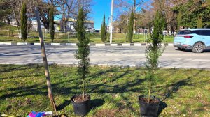 Сегодня продолжил волонтерские посадки растений на улицах Геленджика, погода наконец наладилась