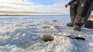ЕЛЕЦ ПОДОШЁЛ. Рыбалка удалась.