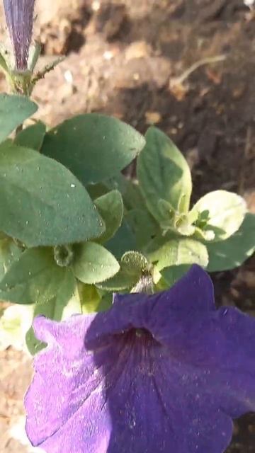 Петунья! смотреть онлайн