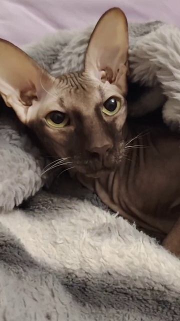 Кот Аватар