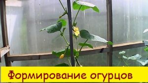 Обзор огуречного формирования .