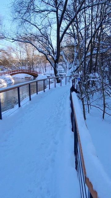 Голубь в парке / 2026