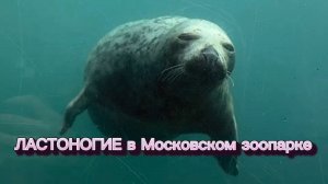 Ластоногие в Московском зоопарке: комфортный дом для моржей, сивучей и морских котиков