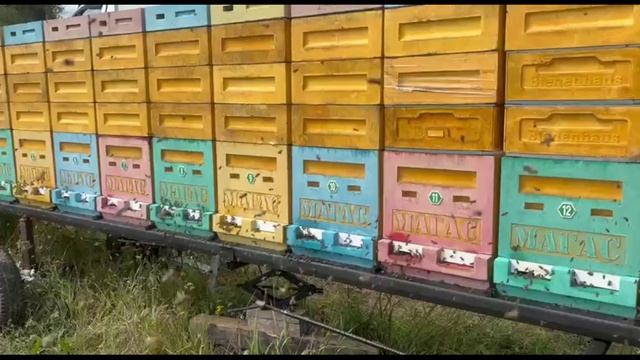 А я ПЧЕЛОВОД и моя душа... смотреть онлайн