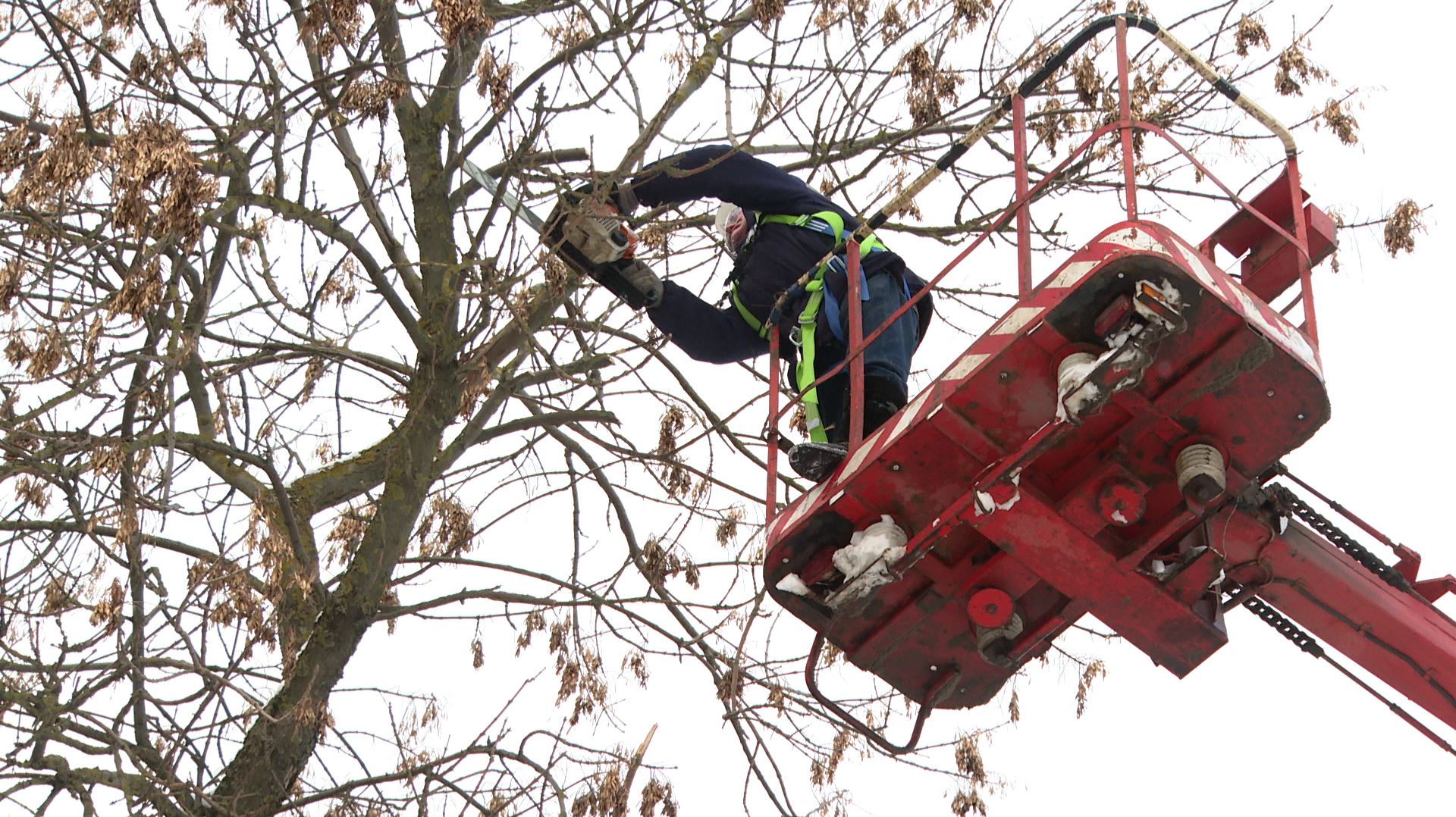 Мастер-класс по обрезке деревьев смотреть онлайн