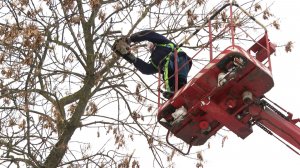 Мастер-класс по обрезке деревьев