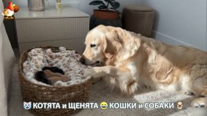 Котята и щенята 🐈🐶 Кошки и собаки 🤗 Милое видео про животных (95)