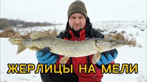 Флажки загораются и настроение на зимней рыбалке поднимается! Ловлю щуку на жерлицы