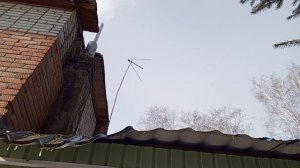 дикие вольные сибирские зверята