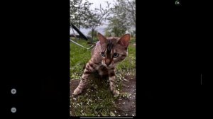 песня про Карима