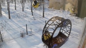 Поиски куры продолжаются