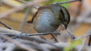 Звук природы. Птицы. Пение птицы Овсянка ремез на болоте в лесу