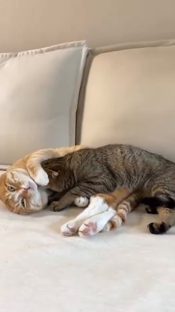 кошачьи ласки