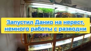 Запустил Данио на нерест, немного работы с разводни