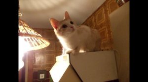 Сказка о Земной федерации.