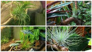 Пополнила цветочную коллекцию необычными растениями.