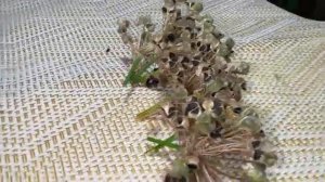 ЕМ и ОЖИВАЮ! ЗРЕНИЕ как в 17! Бляшек и тромбов НЕТ! Снижает САХАР! Ясный УМ, Кре