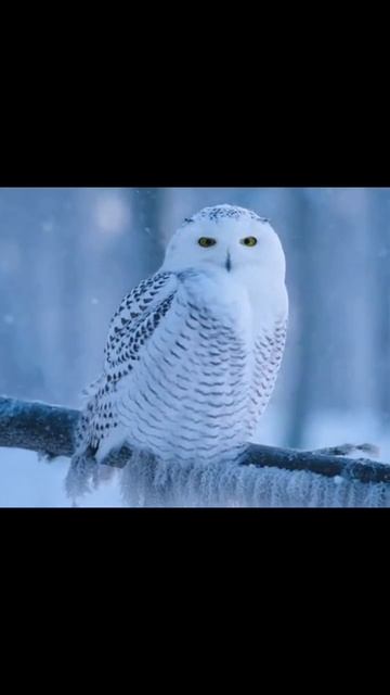 #природа #животные #сохранениеприроды #пейзажи #бiodiversity #животныевприроде #природныечудеса смотреть онлайн