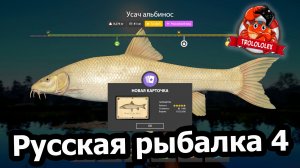 Русская рыбалка 4.Усач альбинос. Трофей. Рекорд недели