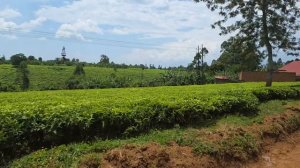 Чайные плантации и как живут местные жители, Уганда