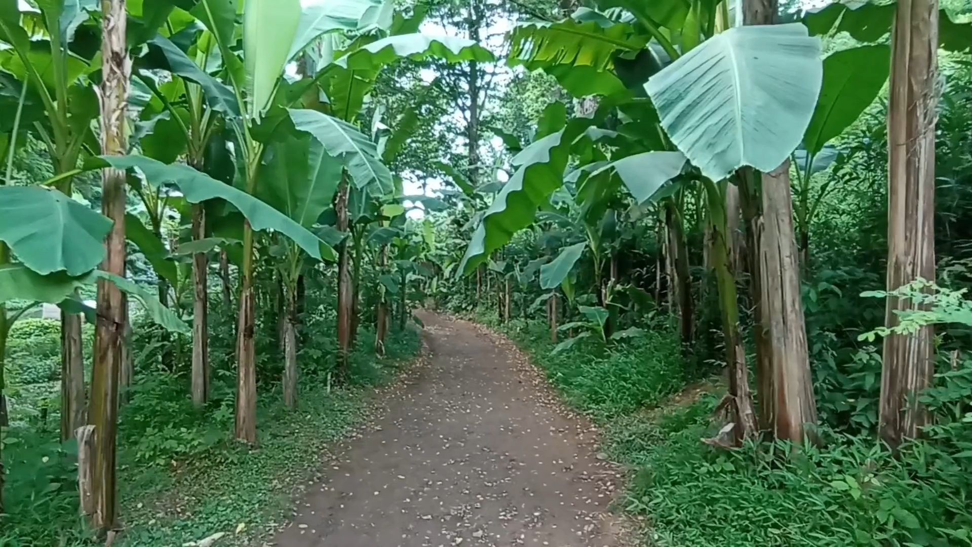 Банановая роща в Цихисдзири (край Аджария, Грузия) 16.07.2025