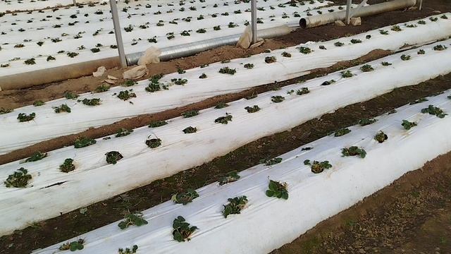 первые подкормки и обработки клубники смотреть онлайн