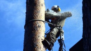 Спил деревьев командой Lesovod