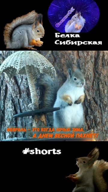 Белка под зонтиком чует весну