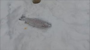 Обзор с Верхнего пруда. Клёвое место Лосиный остров.