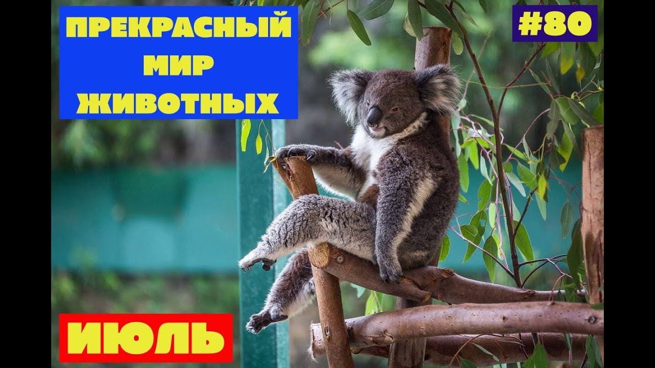 Прекрасный мир животных/ Экзотические животные/ Залипательное видео.