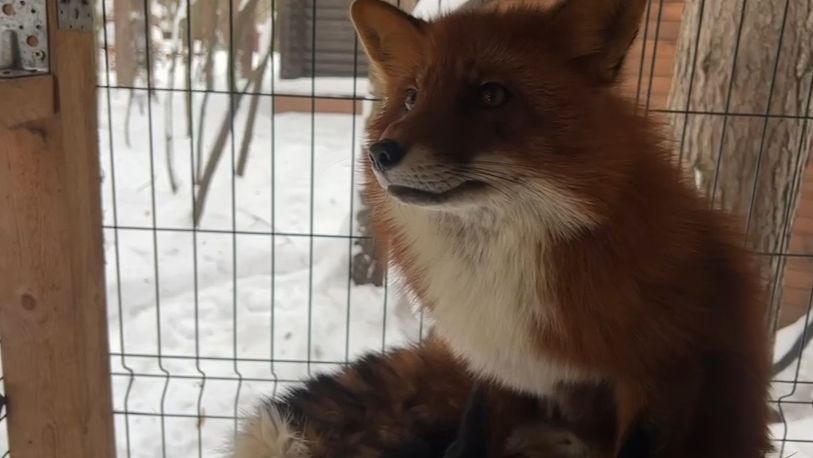 Лиса-Алиса. Бдительный лис Игнис смотреть онлайн