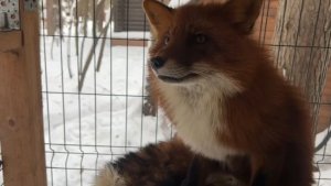 Лиса-Алиса. Бдительный лис Игнис