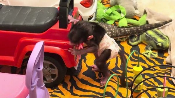 Николь ЛЯГУШКА -ХОХОТУШКА! Ждет когда ее будут гладить по животику😂😂😂