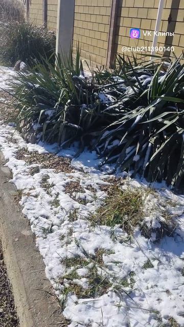 злаки и очиток видный зимой смотрится хорошо) #сад #зима злаки и очиток видный зимой смотрится хорошо) #сад #зима