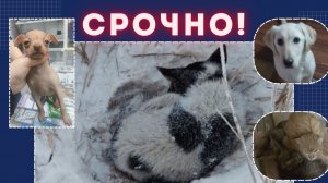 Срочно! Отправить спасённых с жутких бараков, сугрубов, прибитых якутят...