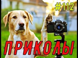 ПРИКОЛЫ С ЖИВОТНЫМИ / Смешные коты / Собаки / Смешные животные #112