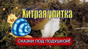 Л.Зубкова "ХИТРАЯ УЛИТКА"