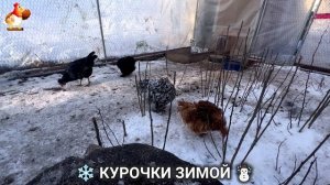 Куры зимой очень счастливы 🤗❄️⛄ (30)