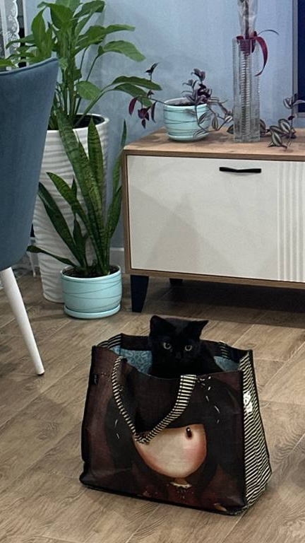 Кот прыгун! 12.02.2026г.