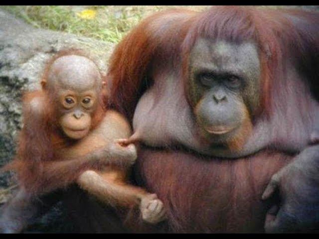 Смешные животные/ Смешные коты/ Собаки / Приколы с животными 95